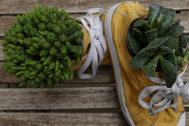 Aprenderás a transforma tus zapatillas en un bonito macetero